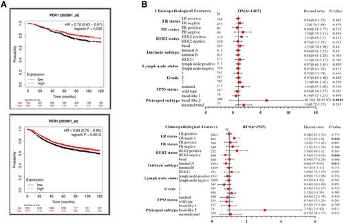 Figure 3 (A) Kaplan–Meier curves showed that high expression of PER1 was significantly correlated to better overall survival (OS) and recurrence-free survival (RFS). (B) The multivariate Cox regression analysis revealed that low expression of PER1 was an independent predictor of poor survival for breast cancer patients.