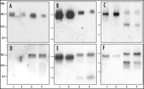Figure 2 Molecular analysis of PrPres after deglycosylation in C57Bl/6 infected mice. Western blot analysis of PrPres from cattle (A–C) or C57Bl/6 mice (D–F) infected with H-type (lanes 3 and 4) or typical BSE (lanes 1 and 2), after deglycosylation by PNGase treatment. Monoclonal antibodies used for PrPres detection were 12B2 (A and D), Sha31 (B and E) or SAF84 (C and F). Brain equivalent quantities loaded per lane were (i) from cattle, for typical BSE, 50 (lane 1) or 2,6 (lane 2) mg, and for H-type BSE, 50 (lane 3) or 6 (lane 4) mg, and (ii) from mice, for typical BSE, 0.5 (D and F) or 0.3 (E) mg, and for H-type BSE, 2.5 (D and F) or 1.3 mg (E).