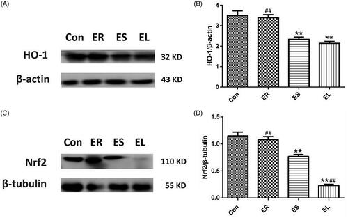 Figure 10. Expression of heme oxygenase-1 (HO-1) and nuclear factor erythroid-2 related factor 2 (Nrf2) proteins in the liver tissues. The rats were treated with the ethanol extracts of different parts of C. serratus (ER: 4.14 g/kg/day, ES: 3.20 g/kg/day and EL: 1.16 g/kg/day) for 14 days. (A, C) Western blotting results of the Nrf2/HO-1 pathway. Graphs represented the relative expression of HO-1 (B) and Nrf2 (D). Compared with that in the Con group, the HO-1 level in the ER group was slightly decreased, whereas it was significantly decreased in the ES and EL groups. The Nrf2 levels in the drug-treated groups were significantly decreased. Data were presented as mean ± SD (n = 6). *p < 0.05, **p < 0.01 vs. the Con group; #p < 0.05, ##p < 0.01 vs. the ES group.