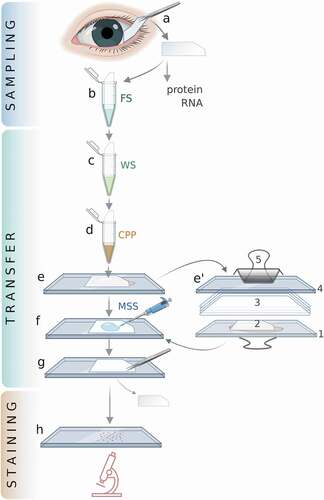 Figure 1. The improved IC method.