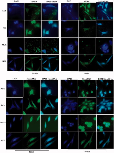 Figure 13. Cellular uptake images of AGS, PC3, MCF7 and HFF cells, incubated with (a) free siRNA and (b) Nio-siRNA for 30 min and 180 min. DAPI (blue) and FAM-labelled siRNA (green).