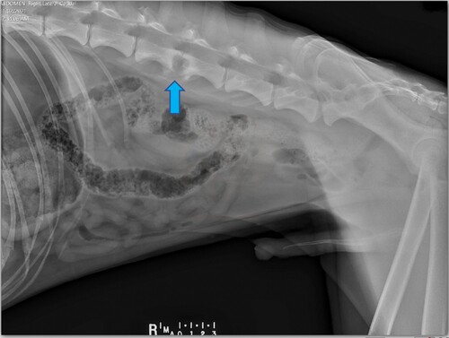 Figure 1. Right lateral radiographic view of the spine and abdomen of a dog that presented with pyrexia, non-localised pain and kyphosis, showing a vertebral lesion at L3–L4 with endplate lysis and adjacent sclerosis (arrow).