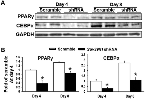 Figure 3. Suv39h1 knockdown inhibits adipogenic protein expression in 3T3-L1 preadipocytes. (a) Immunoblots of PPARγ and CEBPα protein. (b) Density quantitation of the immunoblots. 3T3-L1 preadipocytes were infected with Suv39h1 shRNA lentivirus, selected with puromycin and differentiated as described in the Methods. Protein levels were measured by immunoblotting. All data are expressed as mean ± SEM, n = 4. *p < 0.05 vs. scramble control