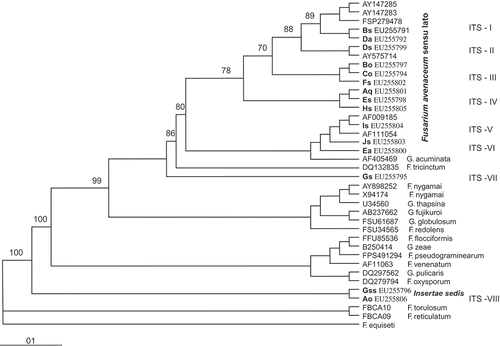 Fig. 6. Rooted neighbour-joining tree showing similarities between ITS gene sequences of each F. avenaceum VCG. Bootstrapping values greater than 80% calculated from 1000 replicates are given above the branches. Scale bar indicates the number of substitutions per site. Identification number of DNA samples retrieved from GenBank are given before species names.