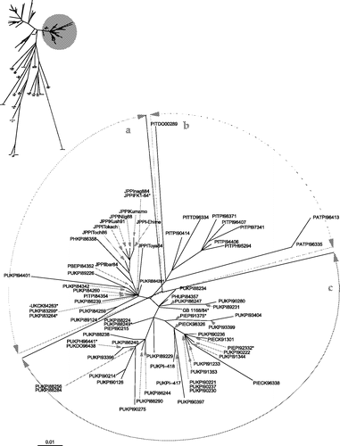 Figure 2. Unrooted maximum likelihood radial phylogram of subgroup 4bi isolates, based on nucleotide sequence data from 91 PPMV-1 isolates. The region analysed was a 375 base pair fragment (47 to 422) at the 3′ end of the fusion protein gene. Branch lengths represent the predicted number of substitutions and are proportional to the differences between the isolates. * Isolates represent at least one other identical sequence as presented in Table 2.