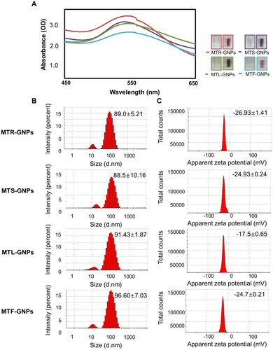 Figure 1 The optimization of MTR-, MTS-, MTL-, and MTF-GNPs.Notes: (A) UV-Vis spectra of MTR-, MTS-, MTL-, and MTF-GNPs. (B) The hydrodynamic sizes of MTR-, MTS-, MTL-, and MTF-GNPs were determined by DLS. (C) Zeta potential values of MTR-, MTS-, MTL-, and MTF-GNPs were measured by DLS.Abbreviations: MTR-, MTS-, MTL-, and MTF-GNPs, Maclura tricuspidata root-, stem-, leaf-, and fruit-extract-gold nanoparticles, respectively; UV-Vis, ultraviolet-visible; DLS, dynamic light scattering.