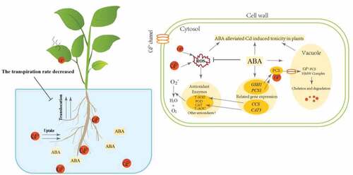 Figure 8. Schematic model for ABA-mediated Cd detoxification in Brassica napus.