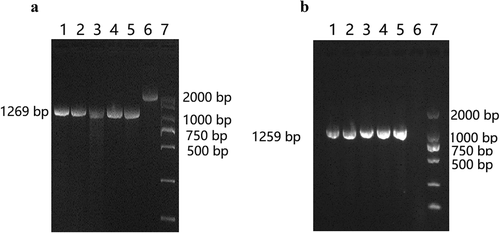 Figure 1. Detection of Wza knockout and complementation strains