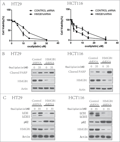 Figure 3. Inhibition of HMGB1 increases chemotherapy sensitivity with oxaliplatin by regulating autophagy and apoptosis of colorectal cancer cells. HT29 and HCT116 cells were transfected with a control RNA or a shRNA targeting HMGB1, followed by treatment with 35 µM of oxaliplatin or vehicle for 24 h. At the end of treatment, cell viability was measured by CCK8 (A), cell lysates were prepared, resolved by SDS-PAGE, and subjected to Western blot analysis of HMGB1, cleaved-PARP (B) and LC3, p62 (C). Actin was used as a loading control. Results shown are the representative of 3 independent experiments.
