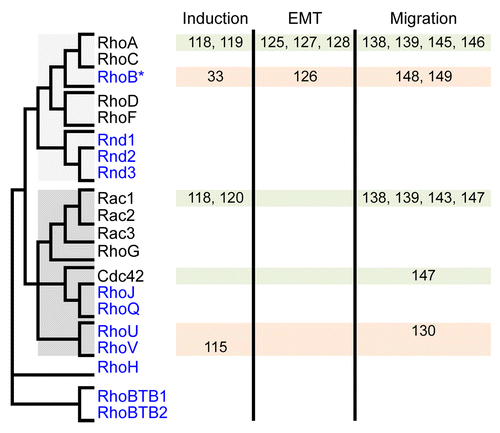 Figure 2. GTPases of the Rho family and their implication in early phases of NC development. Rho members are shown on the left and their relatedness is summarized by a simplified dendrogram derived from Boureux, 2007.Citation105 Rho members regulated at the transcriptional level are in blue. They are constitutively active, either because they are deficient for GTPase activity (Rnd1–3, RhoH, RhoBTB1–2) or because they exchange their nucleotide spontaneously (RhoJ, RhoQ, RhoU, RhoV). RhoB represents a particular case, being induced at the transcriptional level yet controlled biochemically by regulators also acting on other members. The implication of Rho members in early phases of NC development (induction, EMT and migration) is indicated with the corresponding reference numbers.