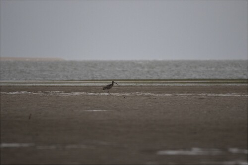 Figure 1. A Far Eastern Curlew in the distance of muddy shorelines.