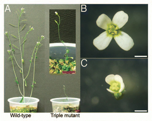 Figure 1 Phenotype of the triple mutant (cre1-12 ahk2-2tk ahk3-3). The triple mutant formed fewer and smaller flowers than wild type. (A) 6-week-old plants of wild type (left) and triple mutant (right). Bars = 1 cm. (B) Wild-type and (C) triple-mutant flowers immediately after opening. Bars = 1 mm.