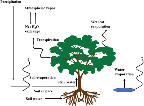 Figure 2. Land evapotranspiration consists of transpiration from vegetation and evaporation from water day, wet leaf, and soil.