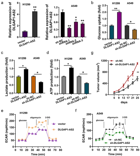 Figure 4. DLGAP1-AS2 promoted the aerobic glycolysis of NSCLC. (a) Detection of DLGAP1-AS2 levels by qRT-PCR in NSCLC cell lines (H1299, A549) respectively transfected with DLGAP1-AS2 overexpression plasmids or lentivirus shRNA. (b) Glucose uptake quantity was quantificationally detected using glucose uptake kit in H1299 and A549 cells. (c) Lactate production was quantificationally detected using lactate analysis kit. (d) ATP quantitative analysis was performed in H1299 or A549 cells. (e, f) The glycolysis levels of H1299 and A549 was detected using a seahorse analyzer. (g) In vivo animal experiments were performed to test the tumor neoplasm growth of NSCLC cells (A549) transfected with DLGAP1-AS2 silencing (sh-DLGAP1-AS2). The data are presented as the mean ± SD of three independent experiments. *p < 0.05, **p < 0.01.