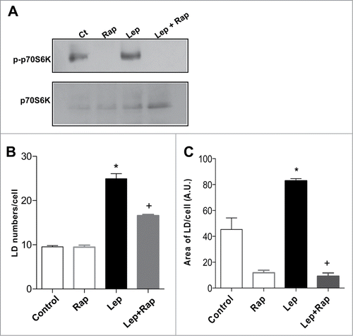 Figure 4. Leptin-induced epithelial cell lipid droplet formation is requisitely dependent on mTOR activity. The IEC cells were incubated with leptin (20 nM, 20 min) in the absence or presence of mTOR inhibitor, rapamycin (20nM). (A) After incubations the cells were harvested and Western blottings for phosphorilated P70S6K (pP70S6K) and total P70S6K were performed. (B) Lipid droplet counting in IEC-6 cells after in vitro incubation for 6h with leptin (20 nM) alone or in the presence of rapamycin (20 nM). (C) The fluorescent area of ORO-labeled lipid droplets were measured with FiJi/ImageJ after incubation for 6h with leptin (20 nM) alone or in the presence of rapamycin (20 nM).*, statistically significant differences between leptin and control; +, statistically significant difference between rapamycin-treated and leptin stimulated groups. (Ct: control; Rapa: Rapamycin; Lep: Leptin; Lep+Rap: Leptin plus rapamycin)