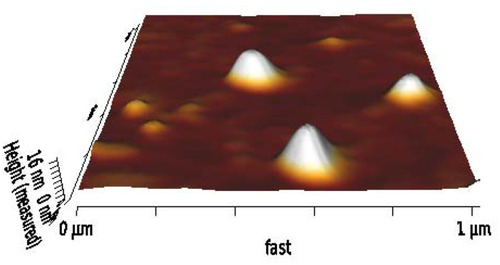 Figure 4 Morphology of the optimal REG-loaded niosomes (T80-STA) by AFM observation.