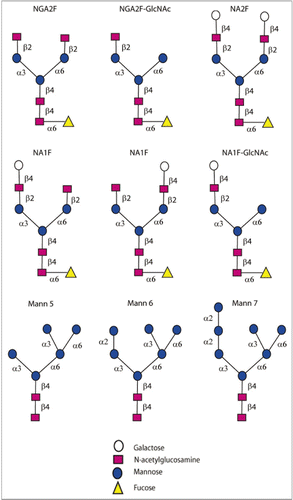 Figure 5 The different Fc glycans present on antibodies.