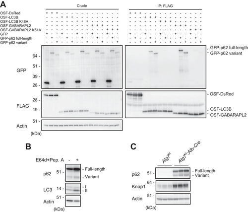 FIG 4 The p62 variant is degraded by autophagy. (A) Immunoprecipitation assay. One-Strep-FLAG (OSF)-tagged LC3B, GABARAPL2, and the corresponding hydrophobic pocket mutants were coexpressed with GFP-tagged full-length or variant p62 in HEK293T cells. Precipitates generated with anti-FLAG antibody were subjected to immunoblot analysis with anti-GFP and anti-FLAG antibodies. Data are representative of three independent experiments. (B) Immunoblot analysis. Primary hepatocytes were cultured in the presence or absence of E64d and pepstatin A (Pep. A) for 24 h. The lysates were subjected to NuPAGE followed by immunoblot analysis with the indicated antibodies. Data are representative of three independent experiments. (C) Immunoblot analysis. Homogenates prepared from livers of control Atg7f/f and Atg7f/f; albumin-Cre mice were analyzed by immunoblotting with the indicated antibodies. Data are representative of three independent experiments.