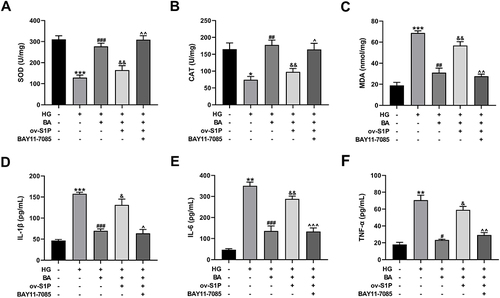 Figure 8 BA alleviates HG-induced oxidative stress and inflammation via the S1P/NF-κB pathway. (A–F) HK-2 cells transfected with or without ov-S1P were stimulated with HG, HG+BA, or HG+BA+BAY11-7085. SOD activity (A), CAT activity (B), and MDA level (C) in kidney tissues. IL-1β secretion (D), IL-6 production (E), and TNF-α expression (F) in serum samples. *P<0.05, **P<0.01 and ***P<0.001 vs control; #P<0.05, ##P<0.01, and ###P<0.001 vs HG treatment; &P<0.05 and &&P<0.01 vs HG+BA treatment; ^P<0.05, ^^P<0.01, and ^^^P<0.001 vs ov-S1P+HG+BA treatment.