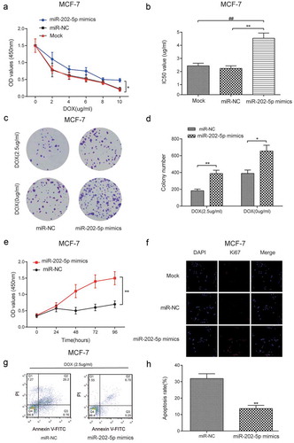 Figure 3. Overexpressed miR-202-5p promoted proliferation and inhibited apoptosis of MCF-7 cells in vitro. (a) The result of CCK8 assay reveals that the OD value of MCF-7 cells in different groups. *P < 0.05, compared with miR-NC group. (b) The IC50 value in different groups was tested. **P < 0.01, compared with miR-NC group. ##P < 0.01, compared with Mock group. (c,d) The colony formation assay was performed to examine cell proliferation rate of DOX treating MCF-7 cells. *P < 0.05, **P < 0.01, compared with miR-NC group. (e) The cell proliferation rate was tested by CCK8 assay. **P < 0.01, compared with miR-NC group. (f) Ki67 expression level was examined by immunoﬂuorescence staining. The blue color represented DAPI and the red color represents Ki67 expression (×40). (g,h) The apoptosis rate of MCF-7 cells was detected by flow cytometry. **P < 0.01, compared with miR-NC group.