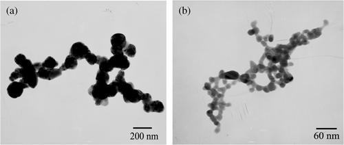 Figure 6. TEM images of products ageing for 2 h (a) Ag nanoparticle chains (b) Ag2S nanoparticle chains.