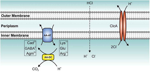 Figure 3. Model of the amino acid-dependent decarboxylation system and ClcA (H+/Cl− transporter) within the bacterial acid tolerance response. Upon exposure to hydrochloric acid (HCl), bacteria activate the amino acid-dependent decarboxylation system: amino acid decarboxylase (AA-DC, yellow) convert amino acids [lysine (LysCitation1+), glutamate (Glu−) or arginine (ArgCitation1+)] to their decarboxylated versions [cadaverine (CadCitation2+), γ-aminobutyric acid (GABA°), or agmatine (AgmCitation2+)] thereby consuming a proton (H+) and producing carbon dioxide (CO2). A coupled, electrogenic amino acid-amine antiporter (AA-AT, blue) located in the membrane removes the product and provides new substrate via exchange of CadCitation2+ and LysCitation1+, GABA° and Glu− or AgmCitation2+ and ArgCitation1+, respectively. The H+/Cl− transporter (ClcA, red) exports two chloride-ions (Cl−) in exchange of one proton (H+) to detoxify the chloride and acts as electrical shunt to prevent excessive inner-membrane hyperpolarization, which would paralyze the system. However, under alkaline conditions an active H+/Cl− transporter would exploit the proton motive force thereby depleting the energy of the bacterial cell. Thus, expression of clcA is high in the stomach, but V. cholerae represses clcA during colonization of the intestine representing an alkaline environment.