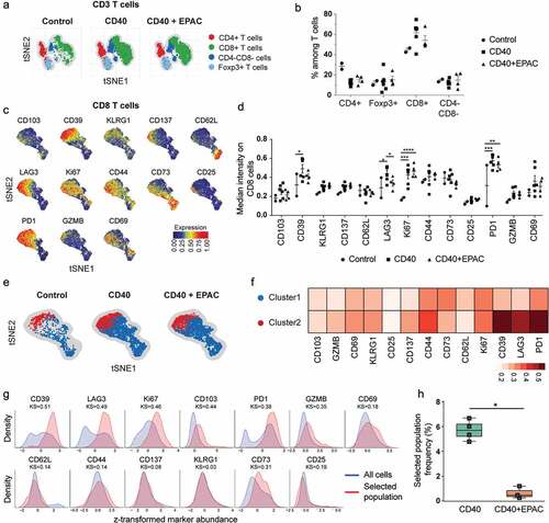 Figure 7. Characterization of tumor infiltrating T cells from B16-F10 tumors treated with agonistic CD40 mAb alone or in combination with epacadostat: B16-F10 tumors were implanted s.c into C57BL/6 mice and treated with control (isotype), agonistic CD40 mAb or agonistic CD40 mAb in combination with Epacadostat. Tumors were harvested at day 15 for flow cytometry analysis . (a-b) t-distributed Stochastic Neighbor Embedding (t-SNE) plot showing sub-populations of TCRβ+ T cells (a) and quantification of sub-populations ofTCRβ+ T cells from tumors treated by isotype control, agonistic CD40 mAb or agonistic CD40 mAb in combination with epacadostat (b). (c) t-SNE plots showing the median expression of markers on CD8+ T cells from tumors of all the three treatments combined. (d) Quantification of median intensity of marker expression on CD8+ T cells from tumors treated by isotype control (circles), agonistic CD40 mAb (squares) or agonistic CD40 mAb in combination with epacadostat (triangles).) (mean, *p < 0.05, **p < 0.01, ***p < 0.01, two-way ANOVA and Fischer 's LSD test, each comparison stands alone). (e-f) A pseudocolored t-SNE density map showing the clustering of CD8+ T cells from tumors treated with either isotype control, agonistic CD40 mAb or agonistic CD40 mAb in combination with epacadostat (Blue: Cluster PD1lowLAG3lowCD39low and Red: Cluster2, PD1highLAG3highCD39high) (e) and heatmap showing median expression of markers in each cluster (f). (g-h) Histograms of the markers (used by CellCnn) showing greatest differential abundance in terms of the Kolmogorov-Smirnov two-sample test between the total CD8+ T-cell population and the selected cell subsets (g) and the relative frequency of the selected population in tumors treated with agonistic CD40 mAb or agonistic CD40 mAb in combination with epacadostat (h). (mean, *p < 0.05, Mann-Whitney U-test)