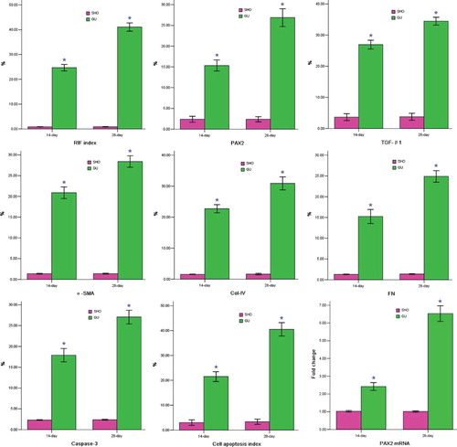 Figure 1. Statistical parameters in two groups.Notes: *p < 0.01 compared with SHO. SHO, sham operation group; GU, model group subjected to unilateral ureteral obstruction; RIF, renal interstitial fibrosis; PAX2, paired box 2; TGF-β1, transforming growth factor-β1; α-SMA, α-smooth muscle actin; Col-IV, collagen-IV; FN, fibronectin; %, the percentage of positive area or apoptotic cell.