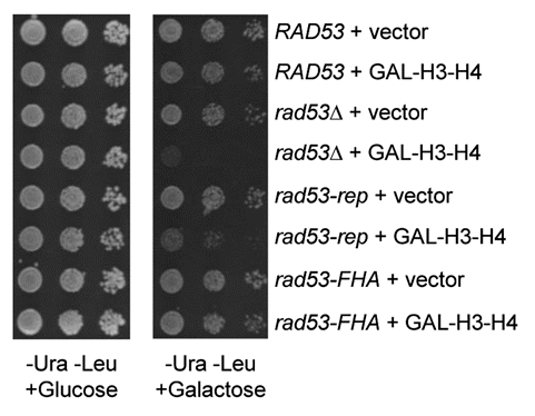 Figure 8 The rad53-rep mutant is sensitive to histone overexpression. A ura3 leu2 rad53Δ sml1Δ strain (TMH128) was transformed with the designated LEU2 RAD53 plasmids and a URA3 vector containing histone H3 H4 genes HHT2 and HHF2 under control of the GAL1 and GAL10 promoters (pRM102) or an empty URA3 vector (pRS316). Expression of histones H3 and H4 was induced by adding galactose to liquid cultures of the transformants. A 1:10 dilution series of the cultures was spotted to minimal plates lacking uracil and leucine, with either glucose or galactose as the sole carbon source, and the plates were incubated at 30°C for three days. RAD53 LEU2 plasmids used: RAD53 (pTH4A), rad53Δ (pRS315), rad53-rep (pTH13) and rad53-FHA (pTH14).