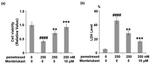 Figure 1. Montelukast prevented pemetrexed-induced cell viability and release of LDH in human LO-2 hepatocytes. Cells were incubated with pemetrexed (250 nM) and Montelukast (5, 10 μM) for 24 h. Cell viability and release of LDH was measured (####, P < 0.0001 vs. vehicle; **, ***, P < 0.01, 0.001 vs. pemetrexed treatment group).