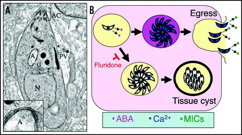 Figure 1 ABA production in T. gondii. (A) Cross-section through an intracellular T. gondii showing organellar structures. Insert illustrates four surrounding membranes from enlarged apicoplast. N, nucleus; A, apicoplast; AC, apical complex consisting of conoid and secretory organelles; PV, parasitophorous vacuole. (B) Model of ABA production by the parasite with in the PV. Accumulation of ABA (pink) leads to increases in intracellular calcium (blue) activating egress and triggering secretion of micronemes (MICs shown in green). Fluridone blocks ABA production, preventing egress and favoring differentiation of tissue cysts.