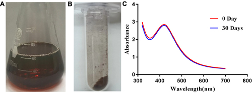 Figure 3 Green synthesis of BF75-AgNPs. (A) Visual observation of the BF75-AgNPs solution; (B) Visual observation of the BF75-AgNPs lyophilized powder; (C) UV-vis spectrum of the BF75-AgNPs before and after 30 days at 4°C.