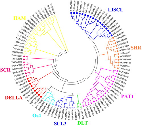 Figure 1. Phylogenetic analysis of the TrGRAS genes in white clover.Note: The molecular phylogeny of TrGRAS genes in white clover. Red solid circles represent DELLA subfamily; wine red solid triangles represent SCR subfamily; yellow hollow rectangles represent HAM subfamily; blue solid rectangles represent LISCL subfamily; aurantiacus solid diamonds represent SHR subfamily; pink solid triangles represent PAT1 subfamily; green hollow circles represent DLT subfamily; blue hollow rectangles represent SCL3 subfamily; and cyan hollow rectangles represent Os4 subfamily.