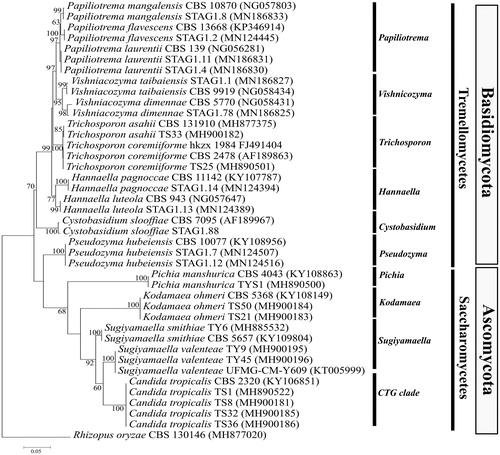 Figure 1. Phylogenetic placement of yeasts under study based on partial LSU-rRNA gene sequences. The tree was reconstructed using the maximum-likelihood analysis of 647 aligned positions with the Tamura–Nei model. The scale bar indicates the number of expected substitutions per site. The numbers provided on branches are frequencies with which a given branch appeared in 1000 bootstrap replications. The tree was rooted with Rhizopus oryzae.