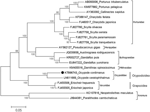 Figure 1. Molecular phylogeny of Ocypode cordimanus in the section Eubrachyura. The mitochondrial DNA was extracted from walking leg and purified. Purified libraries were profiled using the Agilent Bioanalyzer and sequenced with the Illumina MiSeq platform to yield 300 bp paired end reads. Mitochondrial genes were assembled and annotated by MITObim software (Hahn et al. Citation2013) and MITOS web server (Bernt et al. Citation2013). The annotation of mitochondrial genome sequences was refined by using Geneious software version 9.1.2 (http://www.geneious.com, Kearse et al. Citation2012). Comparison of mitochondrial genome control regions of two species shows that there are several common microsatellites in control regions of Ocypode such as (TA)3, (AT)3 and ATATAA. The most common motif is TA that seen 96 times in O. cordimanus while 116 times in O. ceratophthalmus. The phylogeny of O. cordimanus reconstructed with maximum likelihood statistical method by MEGA (Kumar et al. Citation1993). mtREV with Freqs (+F) model used for amino acid substitution and bootstrap method replicated 1000 times for the test of phylogeny. For reconstruction, the complete mitochondrial genomes of the Eubrachyura species were retrieved from the GenBank and amino acid sequences of all protein coding genes except ATP8 gene were used for analysis. The species belongs to the infraorder Anomura chosen as representative of outgroup.