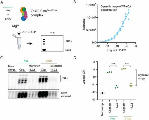 Figure 3. A triple mismatch in segment 1 of the crRNA–target duplex inhibits cOA synthesis. (A) cOA synthesis was assayed by incubating either cognate target–RNAs or RNAs containing mismatches at positions +1, +2 and +3 with Cas10-Csm complex and α-32P-ATP. Radiolabeled cOA products were separated on a TLC plate and visualized by phosphorimaging. (B) A serial dilution of known amounts of 32P-ATP was applied to a TLC plate and quantitated to establish the dynamic range of the assay. (C) An image of cOA synthesis reactions, performed in triplicate, in the presence of cognate (Cog.) target–RNA or triple mismatch target–RNA. Data are shown for target RNAs complementary to the spacer-1 crRNA (Nes) and the spacer-2 crRNA (Cn20). The lower image shown is the same TLC plate overexposed. (D) Reactions shown in (C) were quantified using ImageJ and interpolated using the curve in (B) to moles of product generated. ***P <0.001.