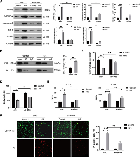 Figure 7 HSP90 is required for H/R-induced EZH2 upregulation and pyroptosis in HUVECs. (A) HUVECs were transfected with control siRNA (siNC) or HSP90 siRNA (siHSP90) and then cultured under control conditions or subjected to H/R exposure. The expression levels of HSP90, EZH2, NLRP3, c-caspase-1, and GSDMD-N were measured by Western blot. (B) The direct interaction between EZH2 and HSP90 in HUVECs after H/R exposure was determined by immunoprecipitation with anti-HSP90 antibody and analyzed by Western blot with anti-EZH2 antibody or anti-HSP90 antibody. (C–F) HUVECs were transfected with control siNC or siHSP90 and then cultured under control conditions or subjected to H/R exposure, the expression level of miR-22 was determined by RT-qPCR (C), the viability of HUVECs was determined by the CCK-8 assay (D), the levels of secreted IL-1β and IL-18 were evaluated by ELISA (E), the pyroptotic cell death was detected by calcein-AM/PI staining, the viable cells were stained with calcein-AM (green), whereas the dead cells were stained with PI (red), the dead cells (PI positive) were counted, Scale bar=100 μm (F), Data are presented as the means ± SD. *P<0.05, **P<0.01, n=3.