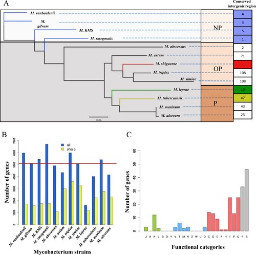 Fig. 2 Phylogenetic analysis of the 13 selected Mycobacterium.a The phylogenetic tree built from 682 single-copy orthologous genes shared by all of 13 strains. Conserved intergenic region means the numbers of intergenic regions with high similarity between M. shigaense and each of the other 12 strains. b The numbers of homologous genes between M. shigaense and each of the other 12 strains. The red line indicates the number of M. shigaense genes. c Functional categories of genes with high similarity only for M. shigaense, M. triplex, M. simiae and M. avium (Fig. 1b shows meanings of different colours and capital letters). P pathogens, OP opportunistic pathogens, NP non-pathogens