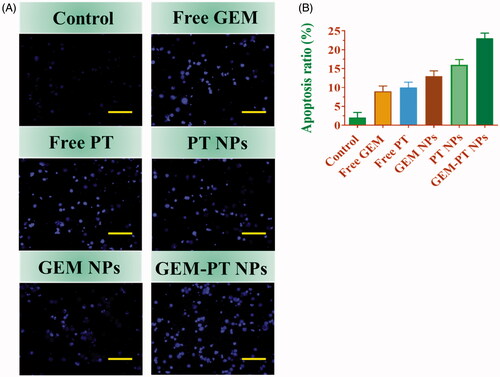 Figure 6. Nuclear (Hoechst 33258) staining assay for examining Free PT, free GEM, PT NPs, GEM NPs, and GEM-PT NPs-induced cell death in CNE2 cells. The cells were treated with Free PT, Free GEM, PT NPs, GEM NPs, and GEM-PT NPs at 2.5 µM concentration for 24 h. (B) Quantification of apoptosis ratio. The cells were quantified by image J software.
