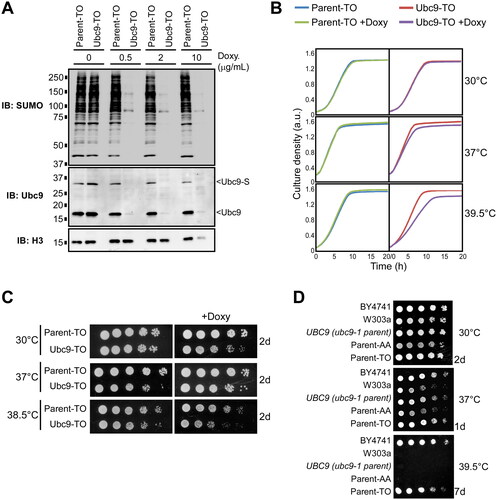 FIG 4 Induced reduction of Ubc9 levels also sensitizes yeast to high temperatures. (A) Cultures of a strain expressing the UBC9 gene from a tetracycline-repressible promoter, Ubc9-TO, and its isogenic parent strain, Parent-TO, were exposed to the indicated concentrations of the tetracycline analog doxycycline for several hours, then lysates were prepared and examined by SUMO, Ubc9, and H3 immunoblots. (B) Growth curves were generated, as in Fig. 2F, for the Ubc9-TO and Parent-TO strains grown in the absence or presence of doxycycline at the indicated temperatures. (C) Spot assays were performed with the Ubc9-TO and Parent-TO strains, onto either SC medium, or SC supplemented with doxycycline. Plates were incubated at the indicated temperatures and were imaged after 2 days of growth. As none of the strains grow in the presence of doxycycline at 39.5 °C on solid medium, a temperature of 38.5 °C was used as the highest temperature for this experiment. (D) A spot assay was performed comparing growth of the indicated background and parental yeast strains at 30 °C, 37 °C, or 39.5 °C, for the indicated number of days.