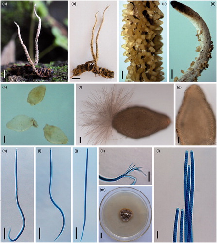 Figure 2. Morphological characteristics of Ophiocordyceps alboperitheciata. (a, b) Stromata on a larva of Noctuidae; (c) Fertile part; (d) Sterile tip; (e–g) Perithecia; (h–j, l) Asci; (k) Ascospores; (m) Clony on PDA. Scale bars: a, b = 1 cm; c = 600 μm; d = 1 mm; e–f = 100 μm; g–j = 50 μm; k, l = 20 μm; m = 1 cm.