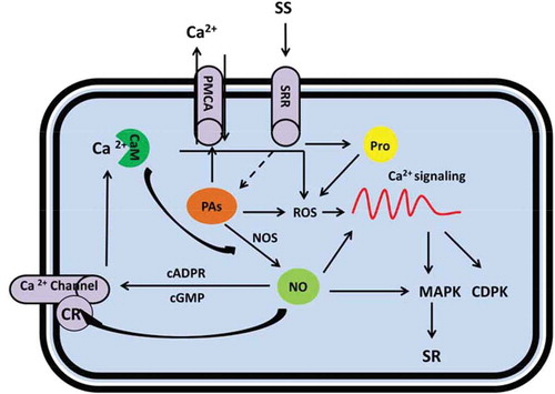 Figure 3. Metabolic scheme for regulation of salt stress responses by polyamines (PAs), nitric oxide (NO) and proline mediated by cytosolic Ca2+ signaling. Under salt stress, elevated PAs content affect Ca2+ level in the cell by either direct activation of PMCA and contributes to Ca2+ excursion (this will result in a steady state level of Ca2+ for normal metabolism in the cell); or indirectly by stimulation of NO and ROS production that results in downstream Ca2+ signaling. Similarly by salt shock, enhanced proline content influences the Ca2+ read out by ROS engagement; while NO is multiply associated with Ca2+ signaling comprising: direct manipulation of the Ca2+ signaling, effect on Ca2+ channels and regulation of MAPKs. CR: Cysteine residue, cGMP: Cyclic GMP, cADPR: Cyclic ADP ribose (cADPR), CaM: Calmodulin, CDPK: Ca2+ dependent protein kinases, MAPK: mitogen-activated proteins kinase, NO: Nitric oxide, PAs: Polyamines, PMCA: plasma membrane-Ca2+-ATPase, Pro: Proline, ROS: Reactive oxygen species, SR: Salt responses, SRR: Salt responsive receptors.