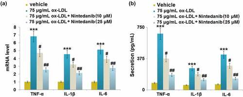 Figure 3. Nintedanib reduces ox-LDL LDL-induced inflammation in HUVECs. (a) mRNA levels of TNF-α, IL-1β, IL-6; (b) Secretion levels of TNF-α, IL-1β, IL-6 (***, P < 0.001 vs. Vehicle group; #, ##, P < 0.05, 0.01 vs. ox-LDL group).