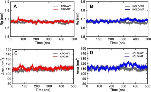 Figure 4. Radius of gyration (Rg), for Apo and Holo P53 protein simulations for WT and MT at 500 ns (A) Apo simulations for WT and MT C176F, (B) Holo simulation for WT and MT C176F, and Solvent Accessible Surface Area (SASA) during 500 ns representing Apo and Holo simulation versus time, (C) SASA of Apo WT and MT C176F, and (D) SASA of Holo WT and MT C176F.