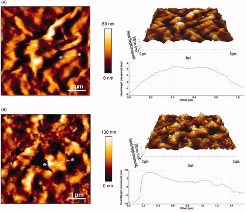 Figure 3. AFM images of GO (A) and CGO-PEG-LF (B). The images were taken in contact mode. Sharp edges and smooth surface with thickness of 1–2 nm was obtained for GO whereas the CGO-PEG-LF showed coarse edges and rough surface with thickness of 4–10 nm.