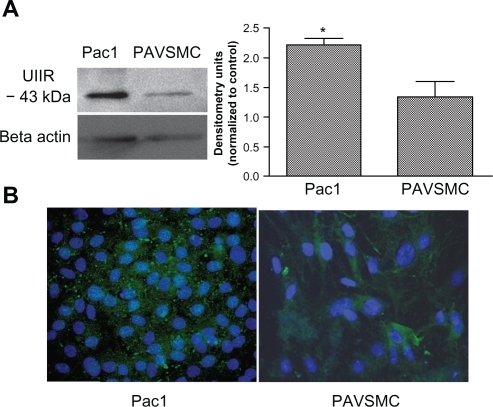 Figure 1 Urotensin II is expressed in Pac1 and PAVSMC. A) A representative immunoblot using anti-GPR14 (antibody to urotensin II) demonstrates that urotensin II is expressed in both Pac1 and PAVSMC. Densitometry analysis was conducted on Western blots (n = 3, *P ≤ 0.05). B) Merged image urotensin II immunocytochemistry in Pac1 (image 20 × objective) and PAVSMC (image 40 × objective) cells is highlighted by the green stain using anti-GPR14 antibody (antibody to urotensin II) and the nuclei staining is identified with DAPI, which is shown in blue.