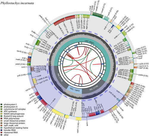 Figure 2. Schematic map of overall features of P. incarnata chloroplast genome. The map contains six tracks in default. From the center outward, the first track shows the dispersed repeats. The dispersed repeats consist of direct (D) and Palindromic (P) repeats, connected with red and green arcs. The second track shows the long tandem repeats as short blue bars. The third track shows the short tandem repeats or microsatellite sequences as short bars with different colors. The small single-copy (SSC), inverted repeat (IRa and IRb), and large single-copy (LSC) regions are shown on the fourth track. The GC content along the genome is plotted on the fifth track. The base frequency at each site along the genome will be shown between the fourth and fifth tracks. The genes are shown on the sixth track. The optional codon usage bias is displayed in the parenthesis after the gene name. Genes are color-coded by their functional classification. The transcription directions for the inner and outer genes are clockwise and anticlockwise, respectively.