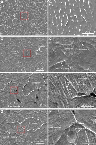 Figure 1 SEM micrographs showing the microstructures of the various alloys investigated in this study.Notes: (A) Matrix TC4 alloy, (C) FSP group, (E) Zn-I-FSP group, and (G) Zn-II-FSP group. (B, D, F, and H) Magnified images of the red square regions in (A), (C), (E), and (G), respectively.Abbreviations: FSP, friction stir processing; SEM, scanning electron microscopy; TC4, Ti-6Al-4V; Zn, zinc.