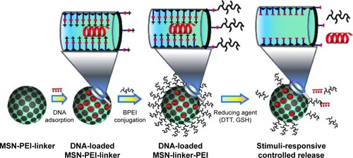 Scheme 2 Schematic representation of the siRNA loading, particle surface grafting of exterior PEI, as well as the siRNA release process.Abbreviations: MSN, mesoporous silica nanoparticle; BPEI, branched poly(ethyleneimine); siRNA, small interfering RNA; DTT, dithiothreitol; GSH, glutathione.