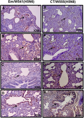 Fig. 4 Histopathology and immunohistochemical staining for influenza virus antigen in mouse (a, b, e, and f) and ferret (c, d, g, and h) lungs at 3 (a, c, e, and g) and 5 dpi (b, d, f, and h) with HPAI Em/W541(H5N6) and CT/W555(H5N8).In the lung, viral antigens are widely presented in the alveolar septum which are mildly thickened with increased cellularity of inflammatory cells and also necrotic cell debris are presented in the lumen (arrows in a, b, e, and f)